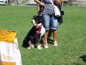 bovaro del bernese raduno grabber folgaria 2016 14